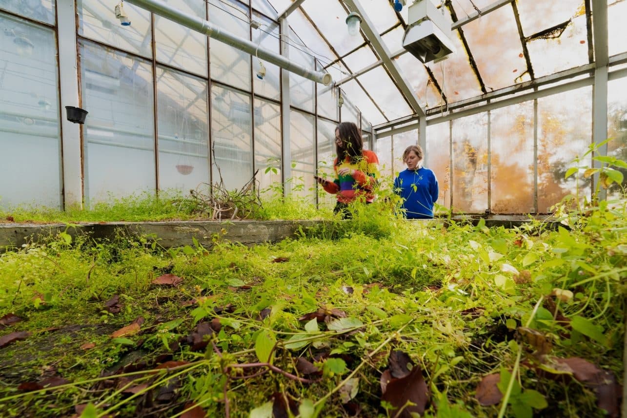 Triukšmas tarsi įkyri mintis